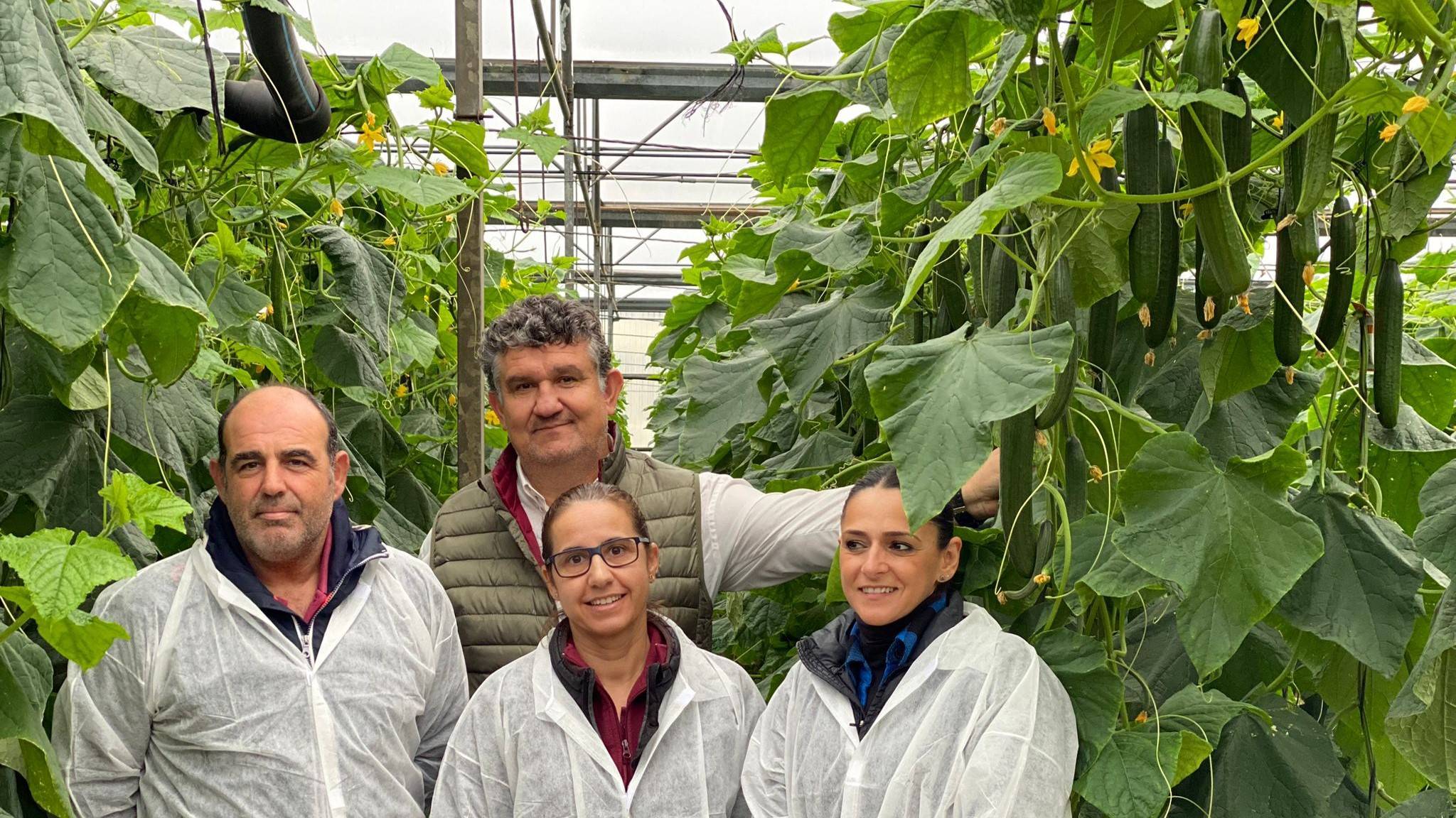 Semillas Fitó pepino Helsinki|Semillas Fitó pepino Helsinki|Semillas Fitó pepino Helsinki